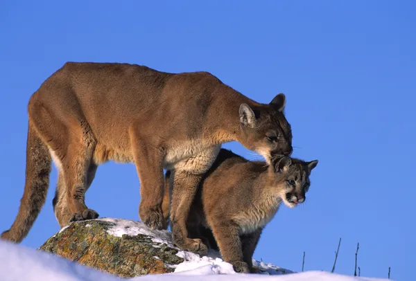 León de montaña hembra y gatito —  Fotos de Stock