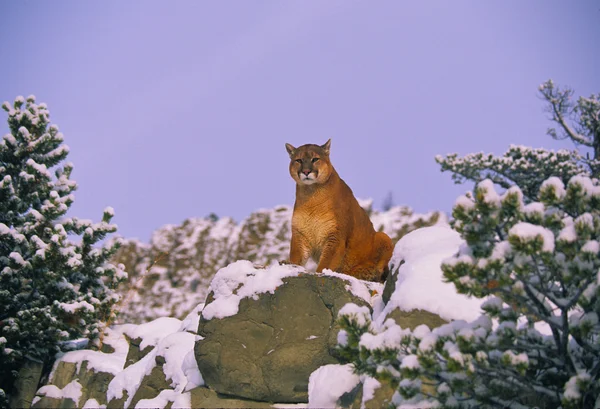 Góra lew w zimie — Zdjęcie stockowe