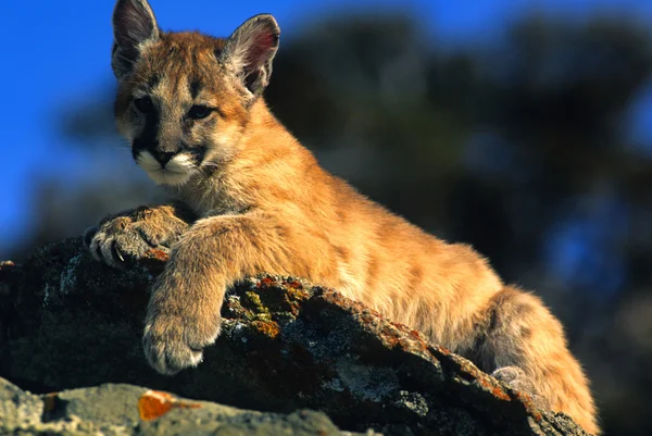 Kot lew górski — Zdjęcie stockowe