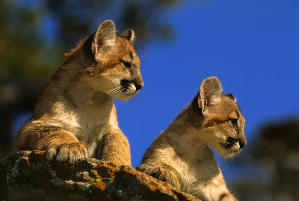 Mountain Lion Kittens — Stock Photo, Image