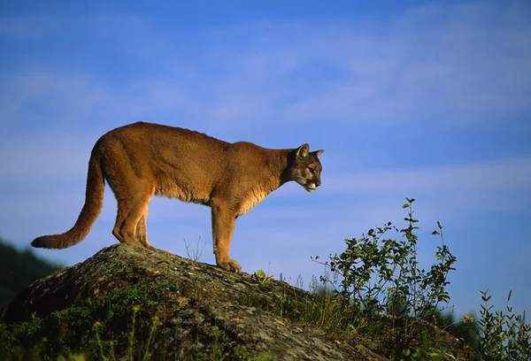 산 사자 — 스톡 사진