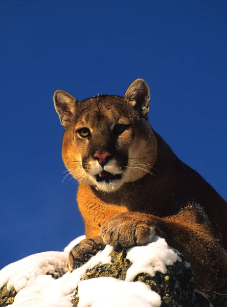 Portret Mountain lion — Zdjęcie stockowe