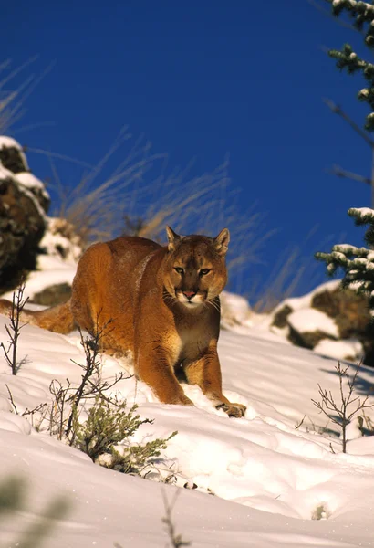 Leão de montanha no inverno — Fotografia de Stock