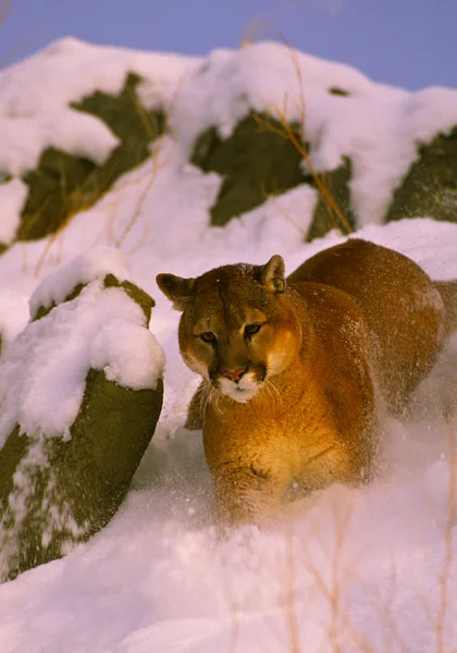 Λιοντάρι βουνό το χειμώνα — Φωτογραφία Αρχείου