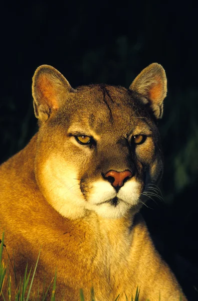 Mountain Lion Portrait — Stock Photo, Image