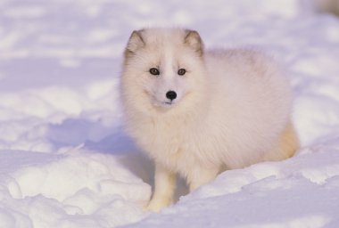 Arctic Fox in Winter clipart