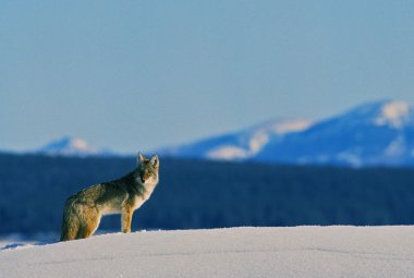 Coyote in Winter clipart