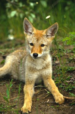 Coyote Pup clipart