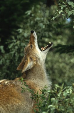 Coyote Howling clipart