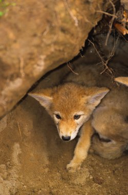 Coyote Pup in Den clipart