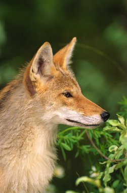 Coyote Portrait clipart