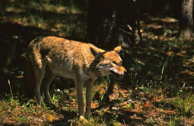 Coyote clipart