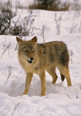 Coyote in Winter clipart