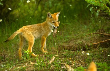 Coyote Pup clipart