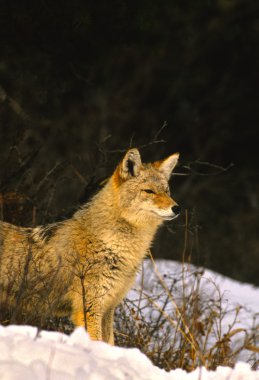 Coyote in Winter clipart