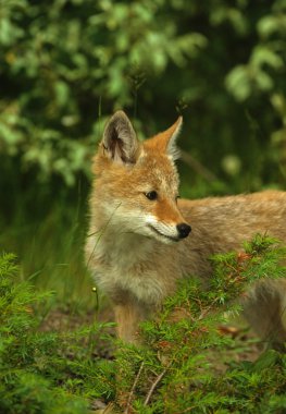 Coyote Pup clipart