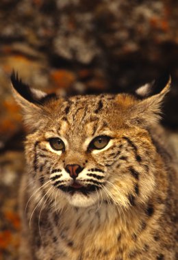 Bobcat portre