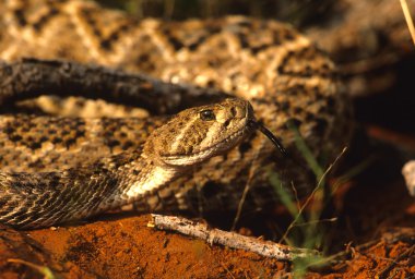 Diamondback çıngıraklı yılan