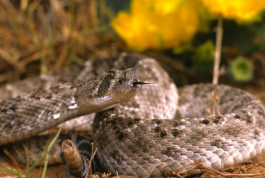 Diamondback Rattlesnake clipart