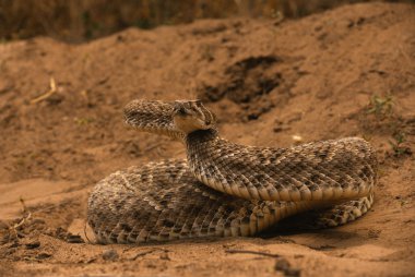 Diamondback Rattlesnake clipart