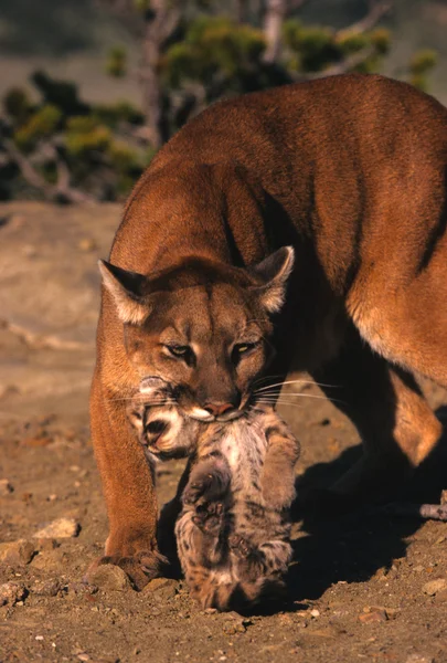 Puma kvinnliga redovisade kattunge — Stockfoto