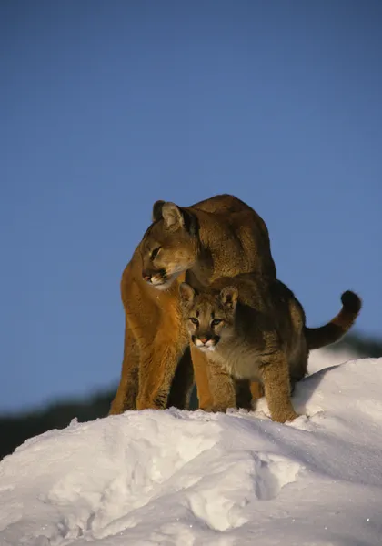 Mountain Lion Female and Kittens — Stock Photo, Image