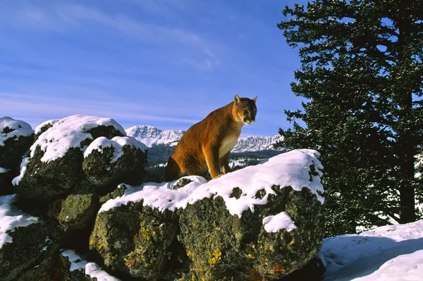 Leão de montanha — Fotografia de Stock