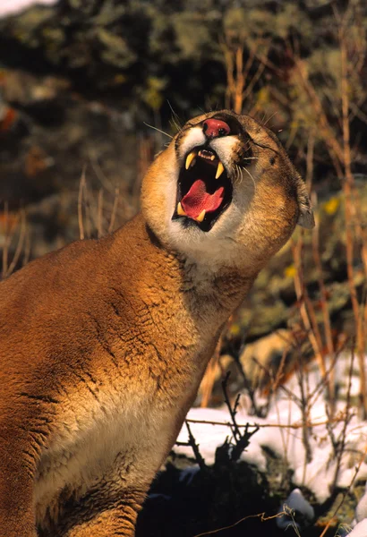 Leão-da-montanha a roncar — Fotografia de Stock
