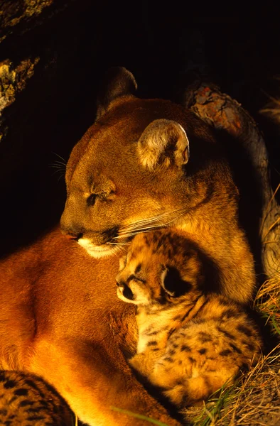 Mountain Lion Female and Kittens in Den — Stock Photo, Image