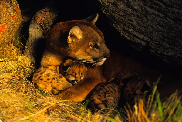Montanha Leão Feminino e Gatinhos em Den — Fotografia de Stock