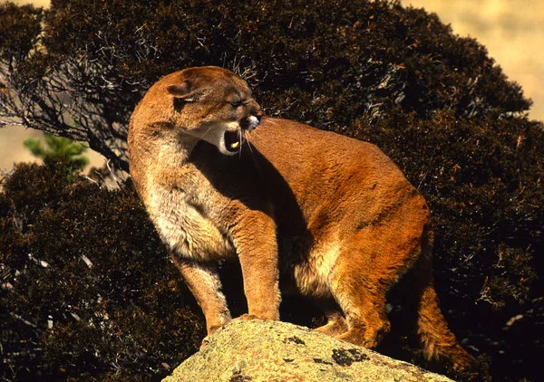 León de montaña Snarling — Foto de Stock