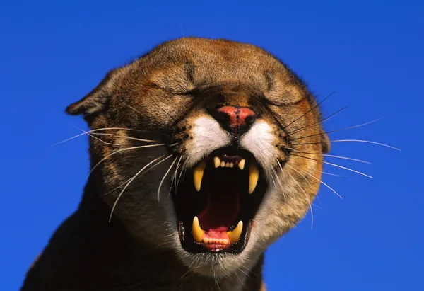Mountain Lion Portrait Snarling — Stock Photo, Image
