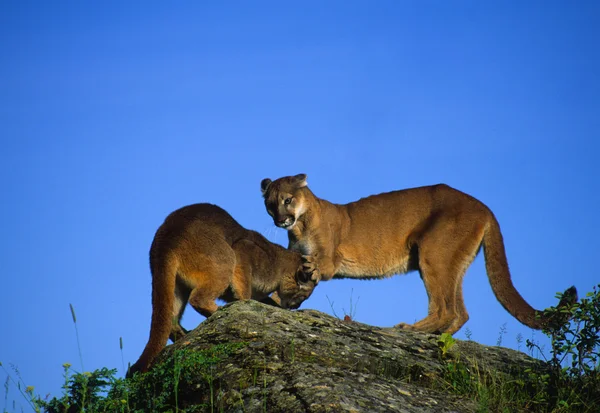 Mountain Lion Female and Kitten — Stock Photo, Image