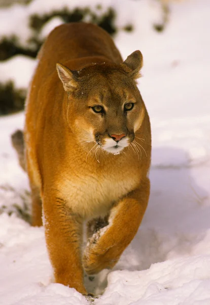 León de montaña en invierno — Foto de Stock
