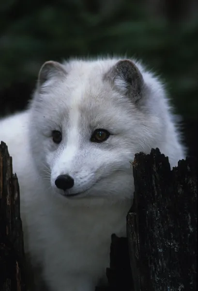 Πορτρέτο της αρκτικής αλεπούς — Φωτογραφία Αρχείου
