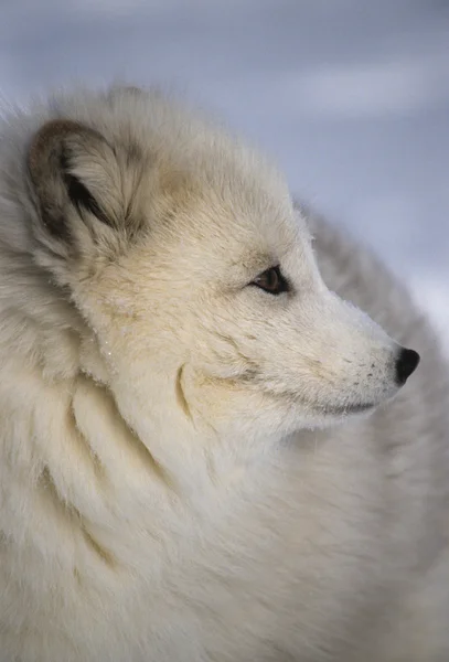 Арктический лис в зимнем портрете — стоковое фото