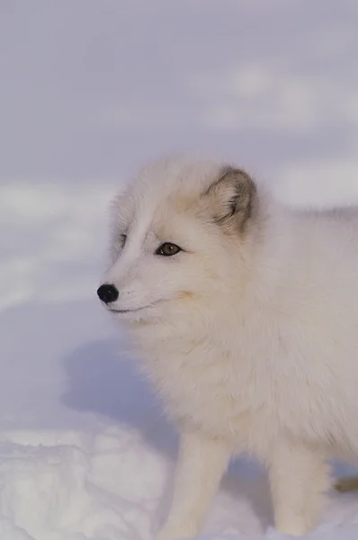 在冬季画像中的北极狐狸 — 图库照片