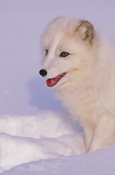 Arktická liška v zimě portrét — Stock fotografie