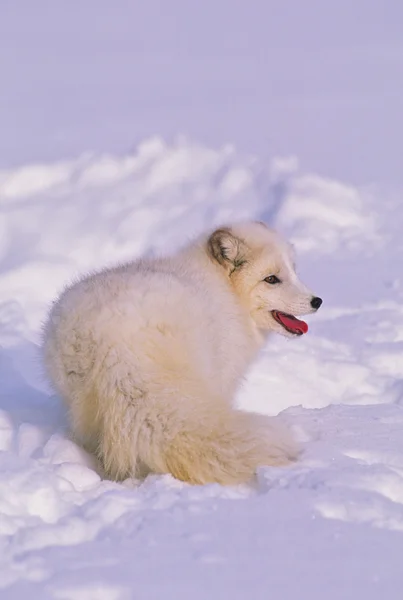 冬季的北极狐 — 图库照片