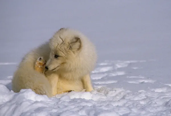 Арктическая лиса зимой — стоковое фото