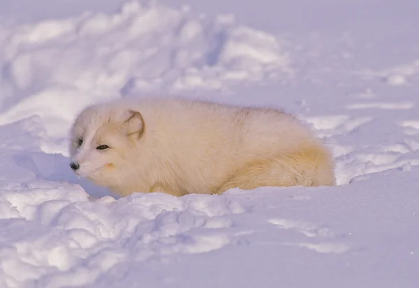 Raposa ártica no inverno — Fotografia de Stock