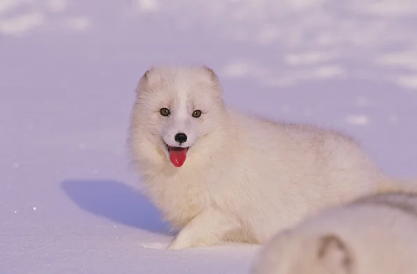 Raposa ártica no inverno — Fotografia de Stock
