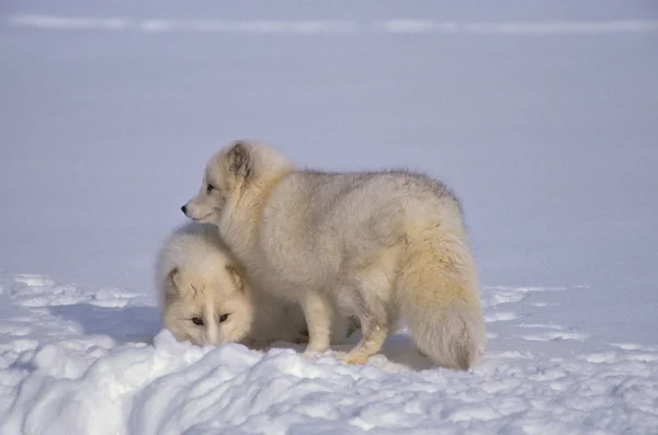 Арктические лисы зимой — стоковое фото