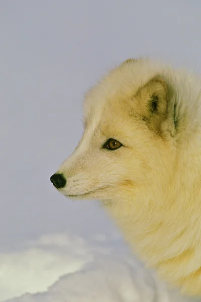 Lis arktyczny w zimie portret — Zdjęcie stockowe