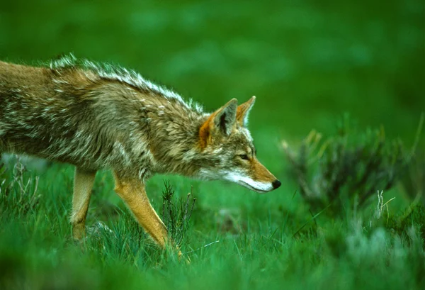 Coyote — Stock fotografie