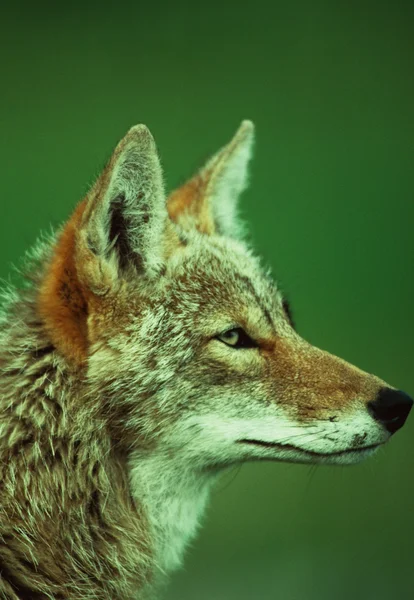 Kojoten-Porträt — Stockfoto