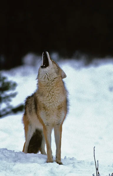 Kojot wycie w zimie — Zdjęcie stockowe