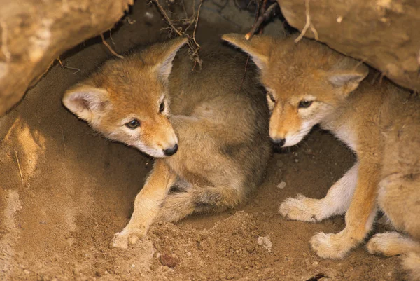 Coyote Pups in Den — Stock Photo, Image