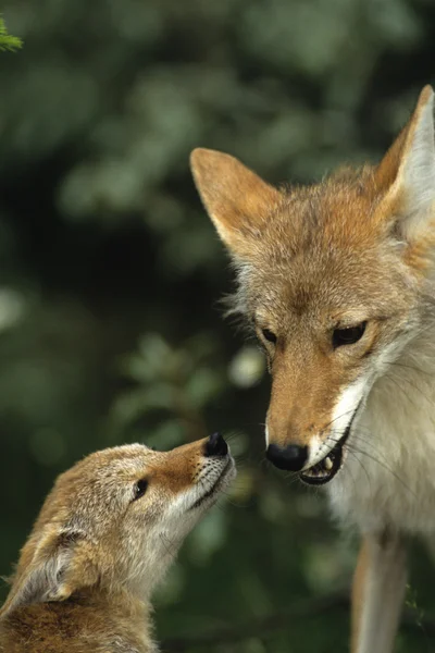 Kojot matka a štěně — Stock fotografie