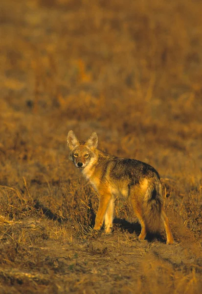 Coyote — Foto de Stock